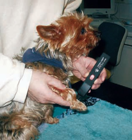 Red light laser treatment on dog